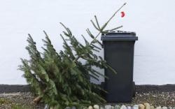 Karácsonyfa elszállitás az ünnepek után